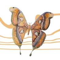 Illustrations by Yolanda El Khouri